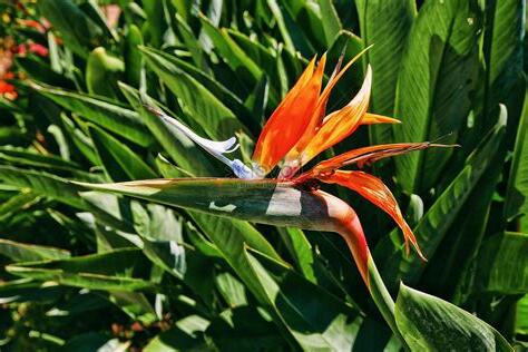 天堂鳥 花